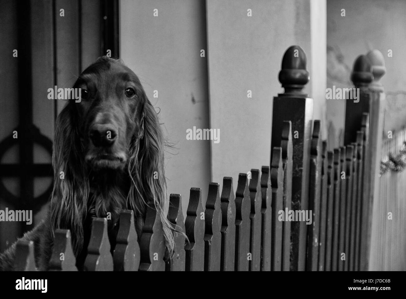 Un cane ritratto in bianco e nero Foto Stock