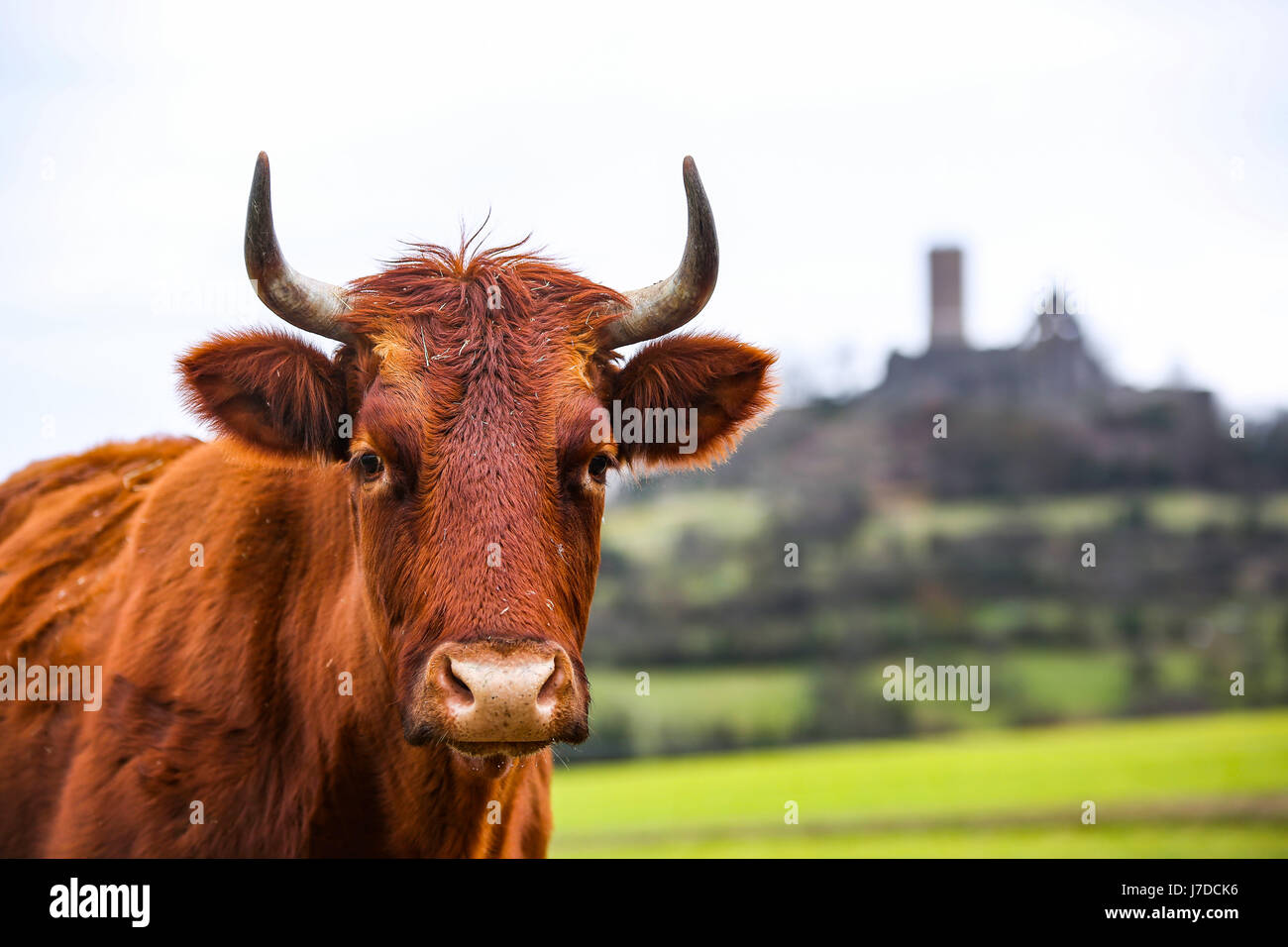 Rotes Höhenvieh, tedesco della Red di bovini, il tipo di allevamento di bestiame di montagna Foto Stock