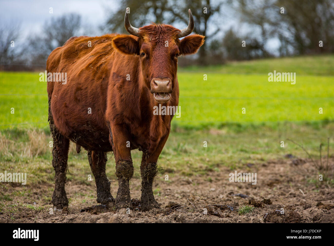 Rotes Höhenvieh, tedesco della Red di bovini, il tipo di allevamento di bestiame di montagna Foto Stock