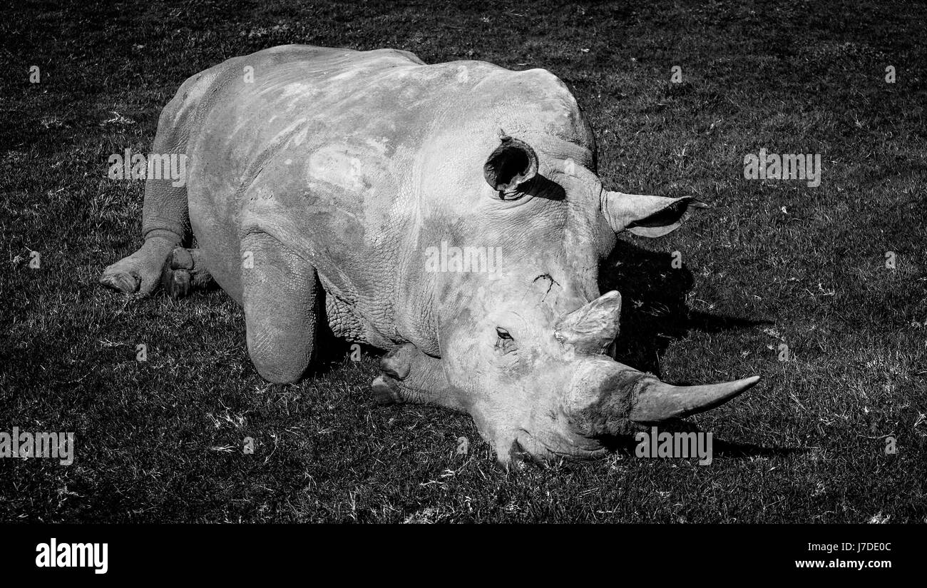 Il rinoceronte bianco del Sud che stabilisce in erba - stilizzata immagine in bianco e nero Foto Stock