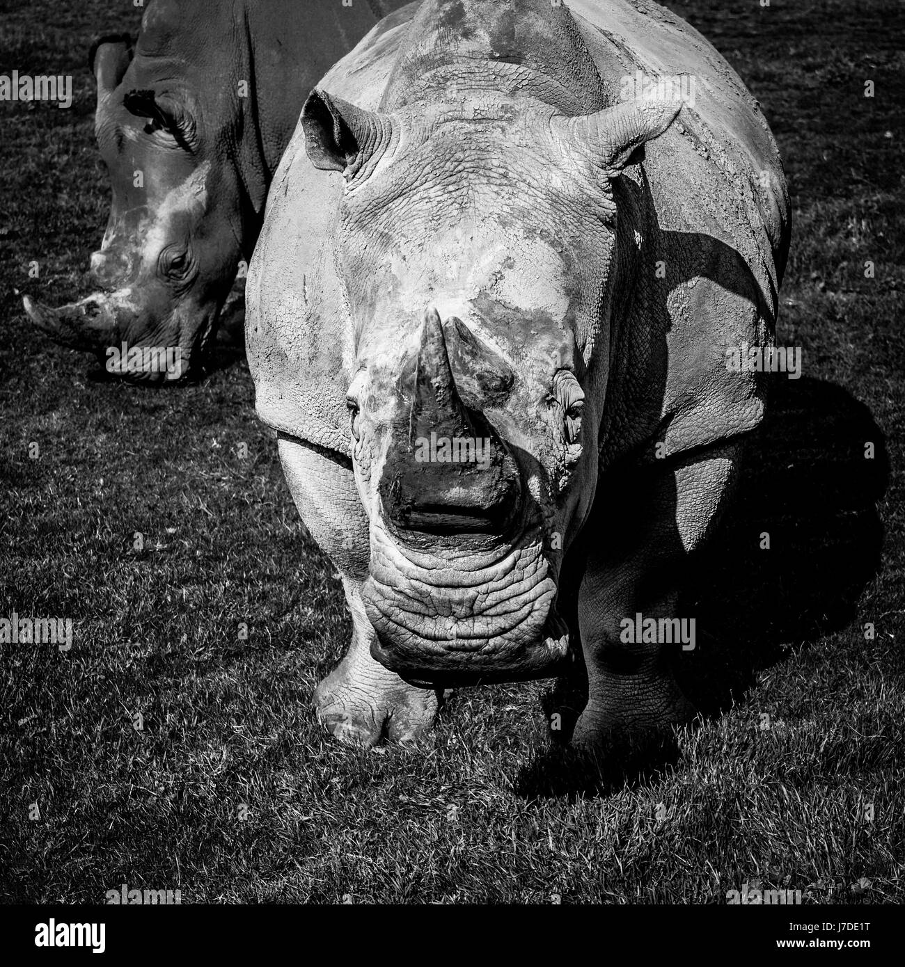 Il rinoceronte bianco del Sud closeup ritratto - stilizzata immagine in bianco e nero Foto Stock
