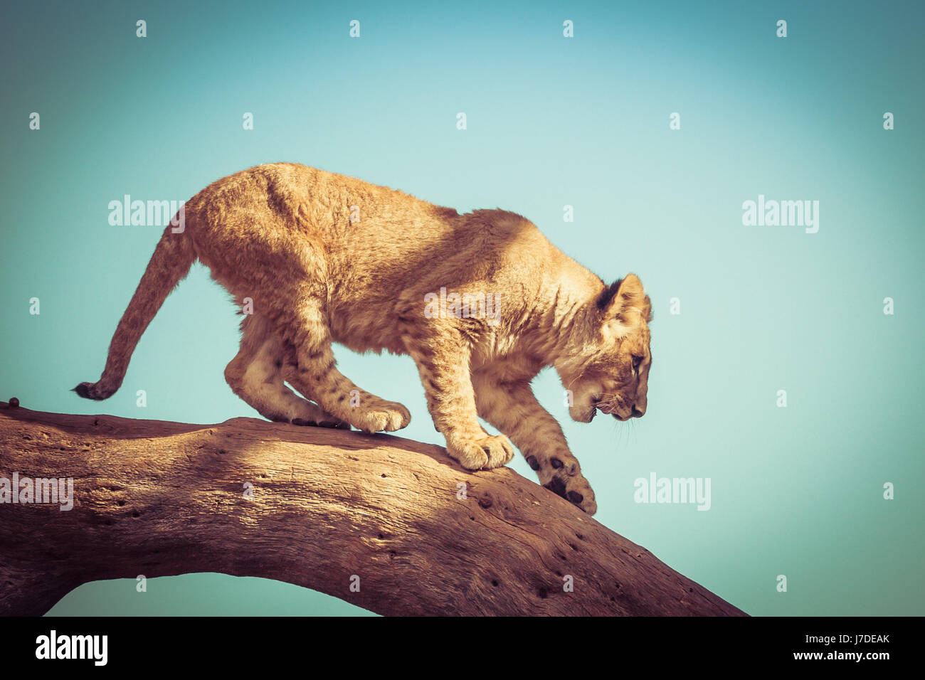 Giovani LION CUB cercando di scendere dal ramo di un albero Foto Stock