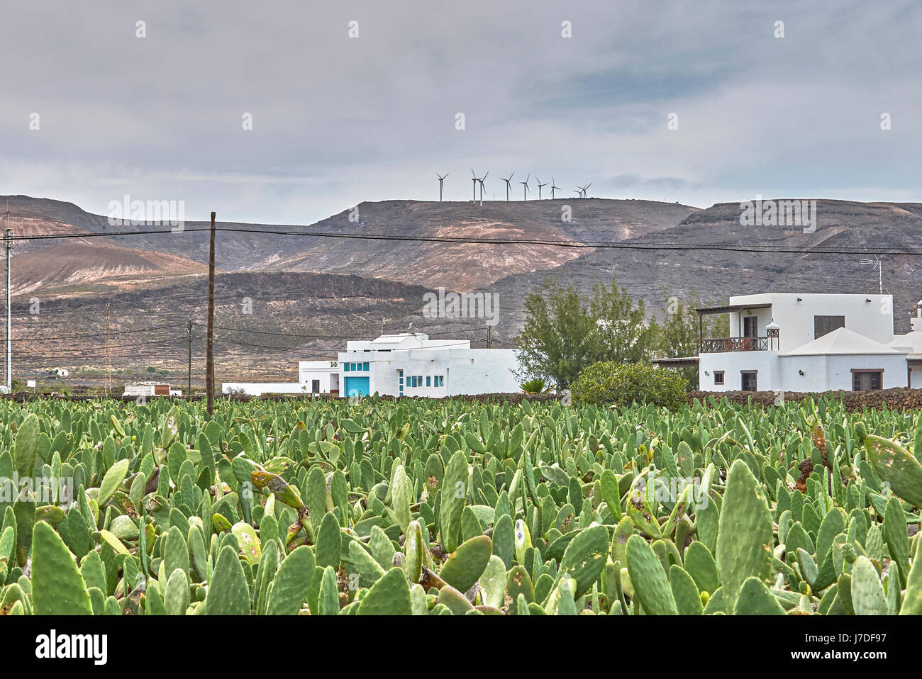 La cocciniglia allevamento Foto Stock