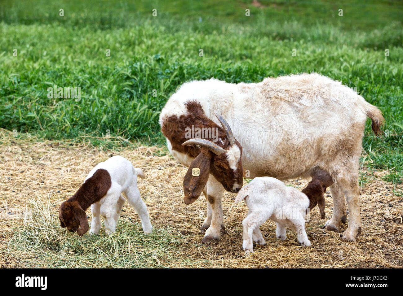 Madre Boer Goat 'Capra aegagrus hircus' con due bambini di due giorni, infermieristica e alimentazione su erba medica, cortile, campo verde, California, Calaveras County. Foto Stock