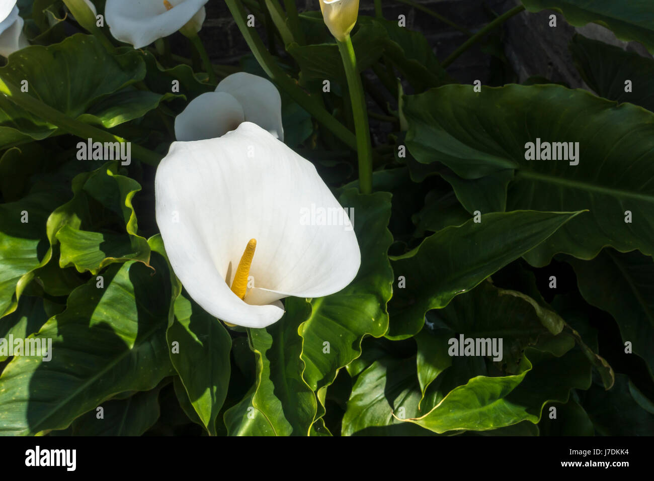 Zantedeschia aethiopica - Hardy White Arum Lily Foto Stock