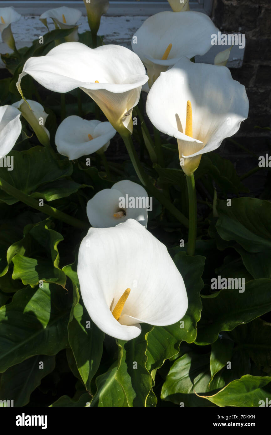 Zantedeschia aethiopica - Hardy White Arum Lily Foto Stock