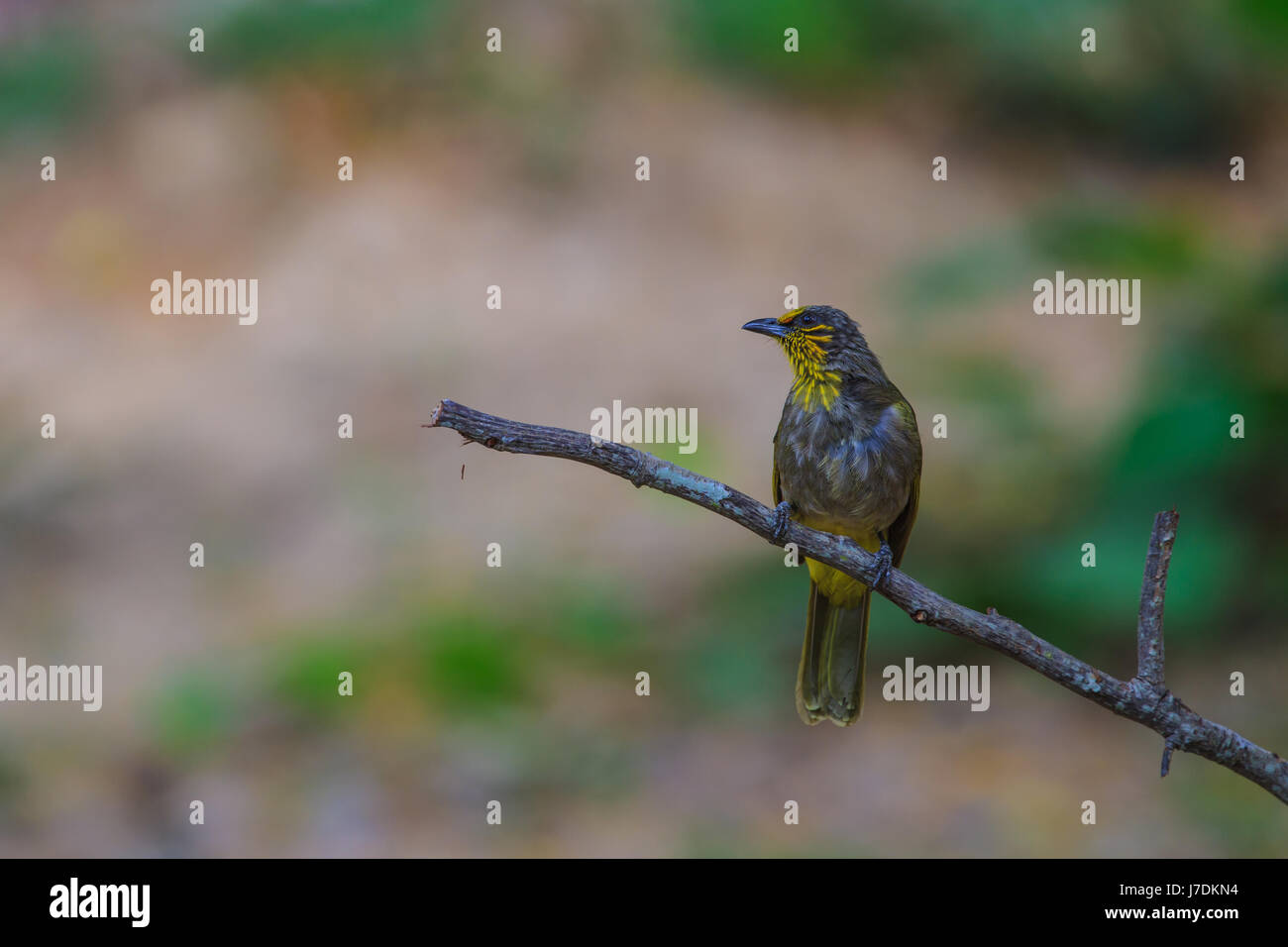 Stripe-throated Bulbul Bird, in piedi su un ramo in natura della Thailandia Foto Stock