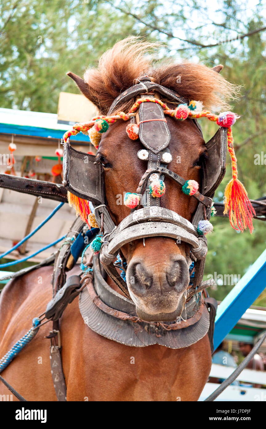 Cavallo il traffico di animali il trasporto di colore bruno marrone brunette equitazione Trasporto Foto Stock