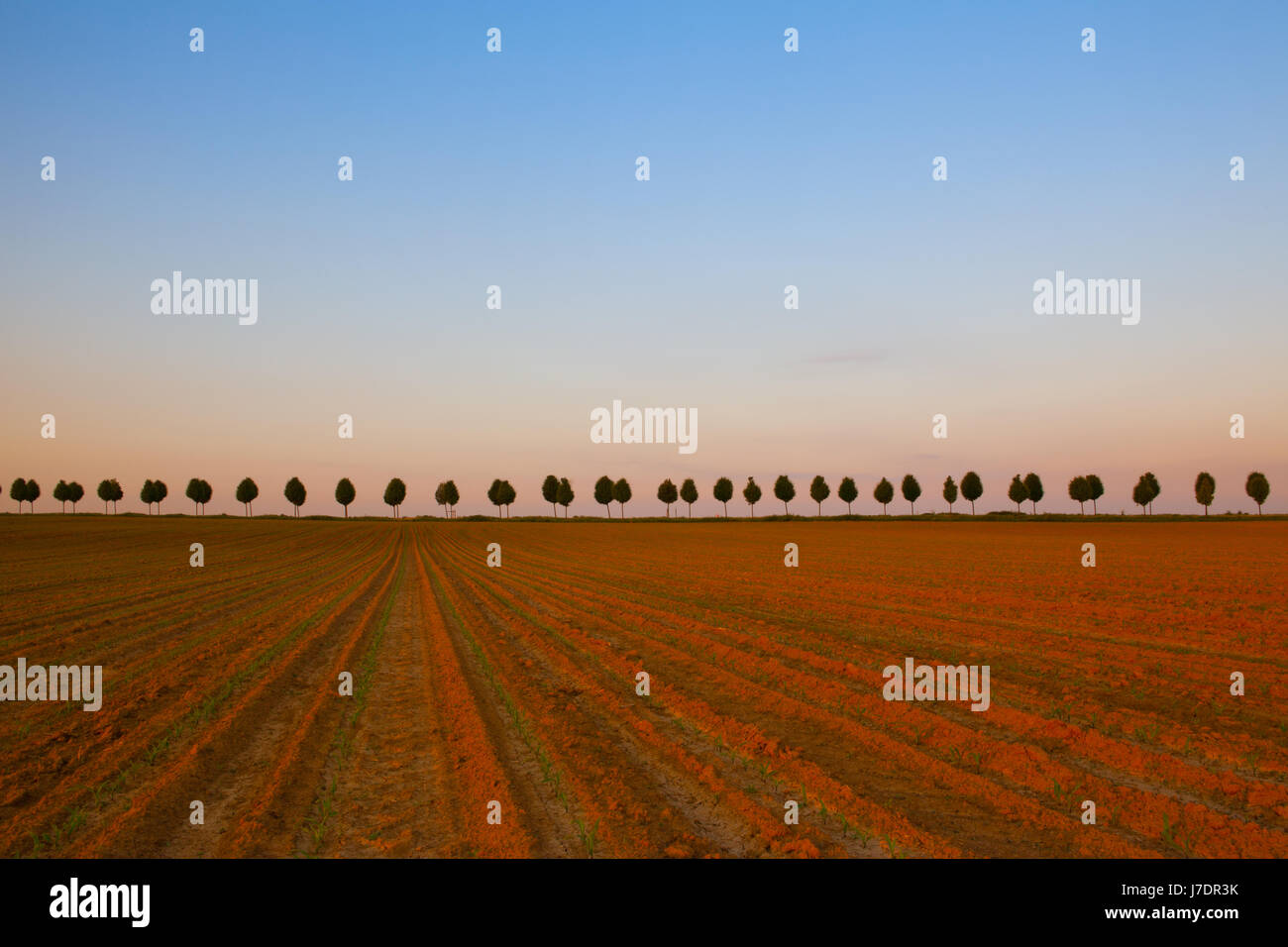 Giovani bellissimi alberi tra campi in primavera al tramonto Foto Stock