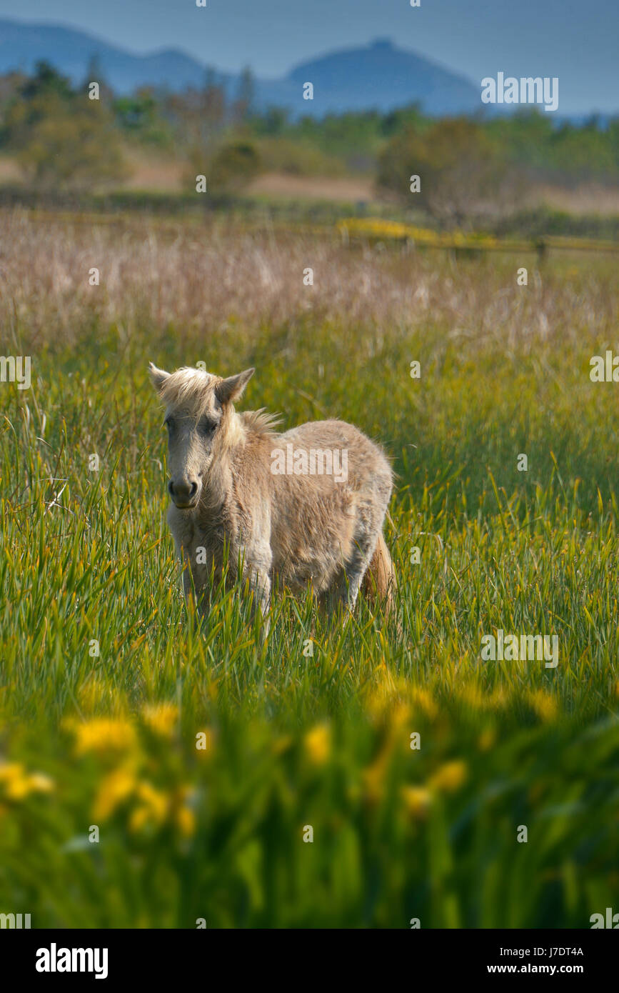 Un triste guardando marsh asino, in Spagnolo Catalano wetland park Aiguamolls de l'Empordà, vicino a Girona. Foto Stock