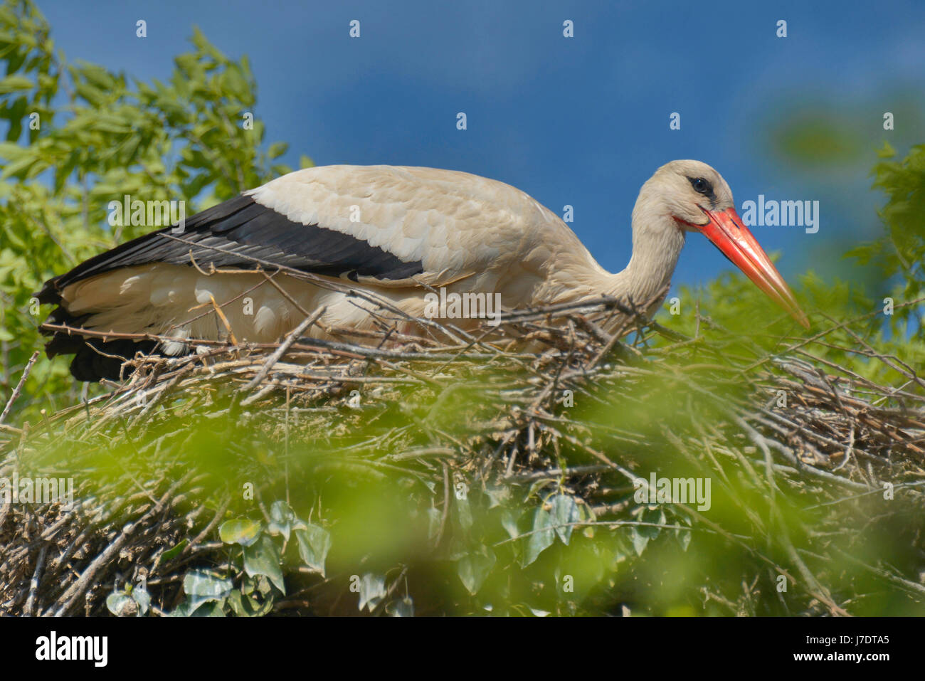 Close up di Stork (Ciconiidae) sul suo nido in Spagnolo Catalano wetland park Aiguamolls de l'Empordà, vicino a Girona. Foto Stock