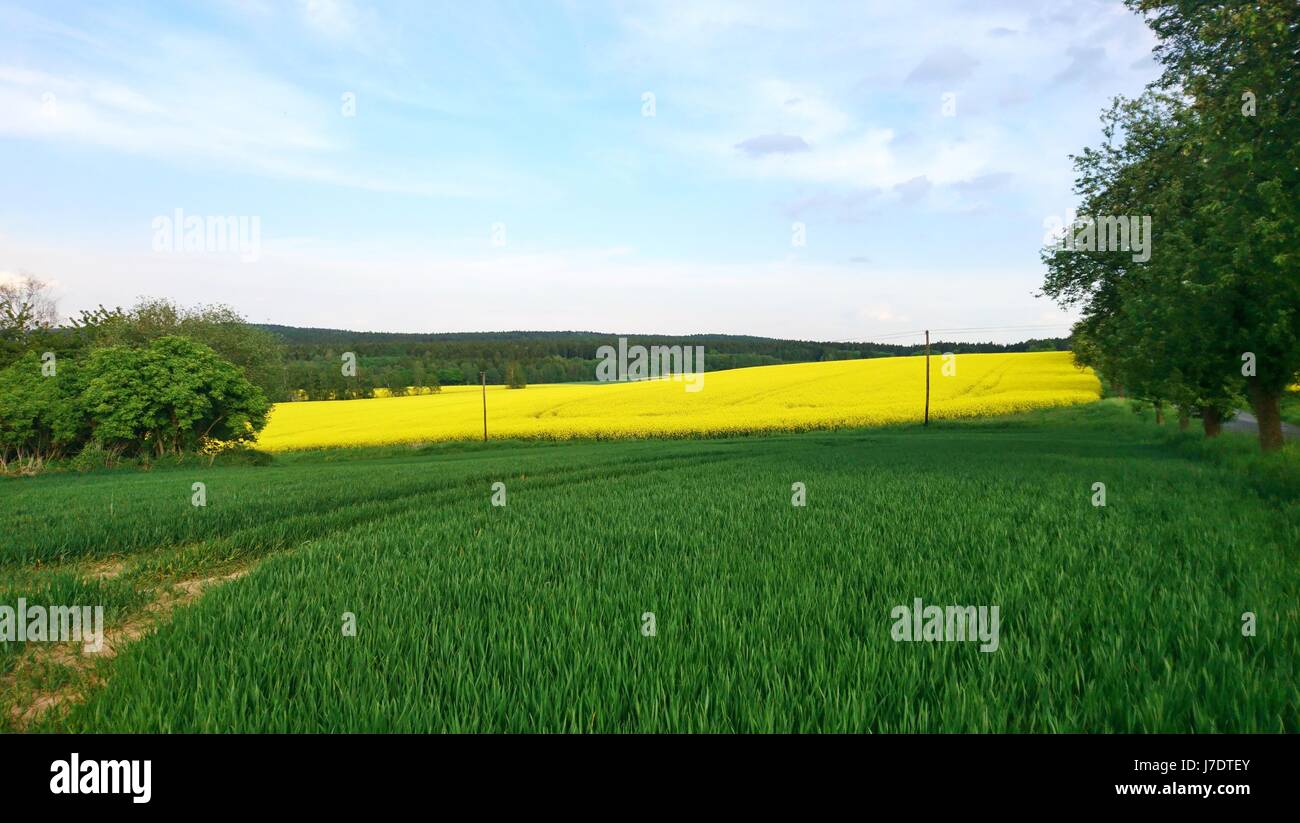 Paesaggio shot del campo di colza con cielo blu e nuvole bianche. Foto Stock