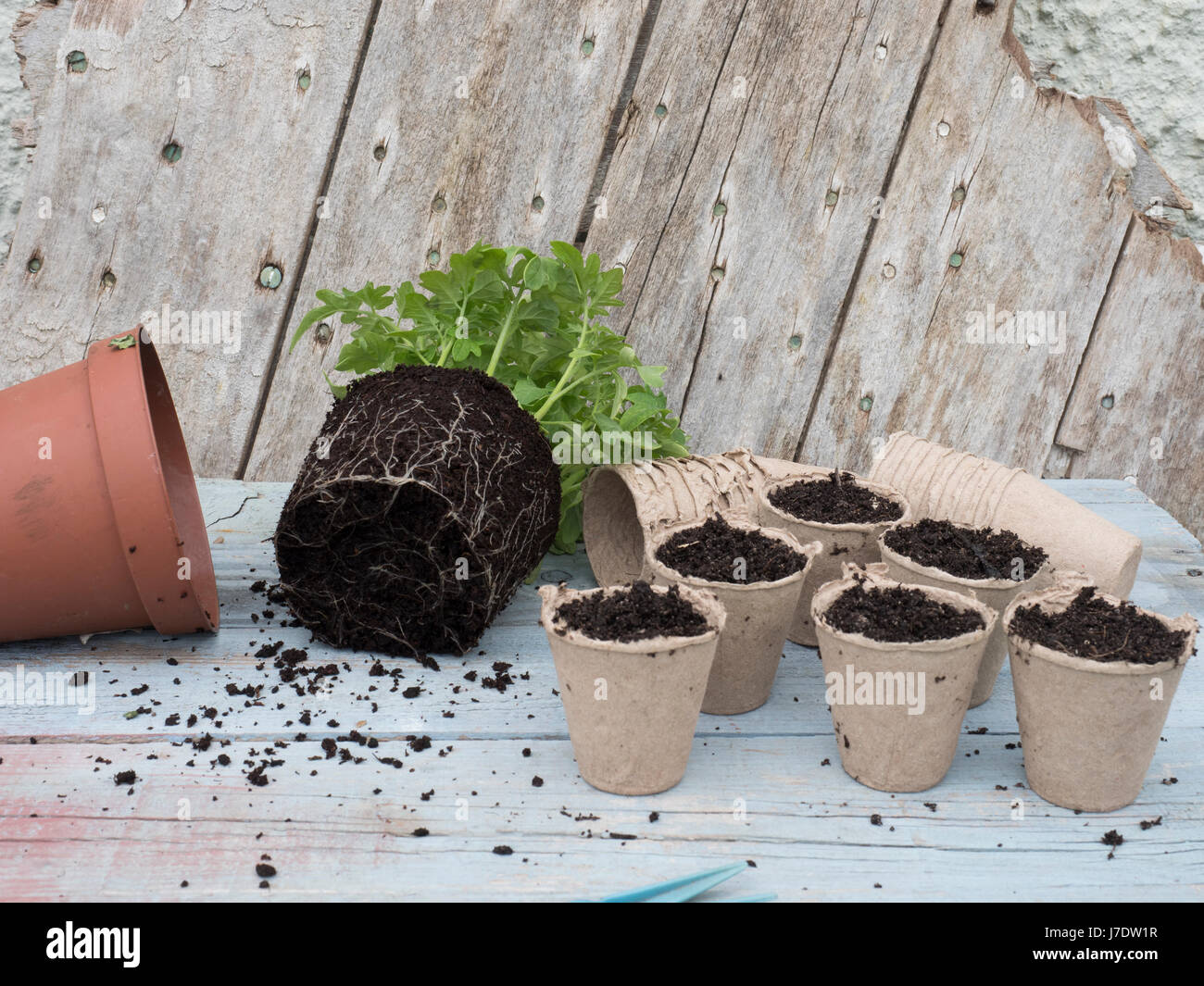 Pot su giovani pomodori da seme Foto Stock