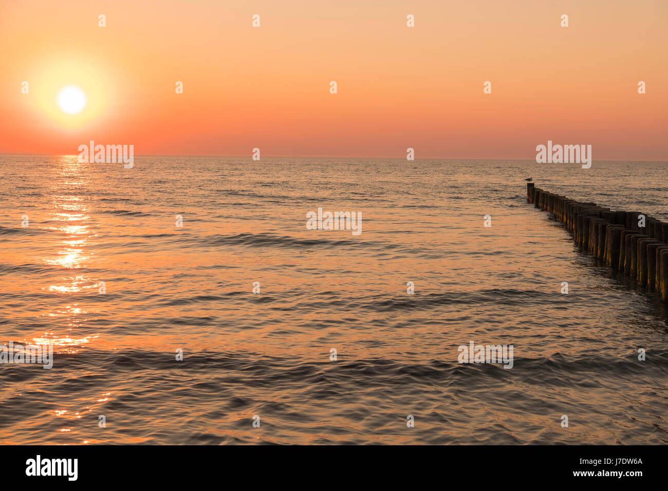Mare con pennelli al tramonto a Ahrenshoop, Meclenburgo-Pomerania Occidentale, Germania Foto Stock