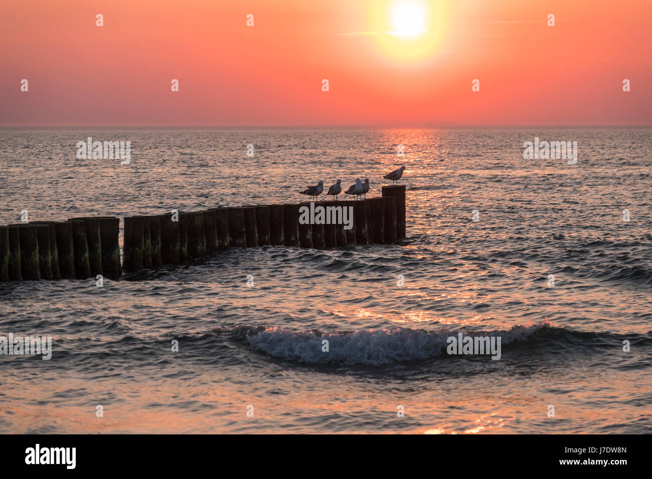 Mare con pennelli e gabbiani al tramonto a Ahrenshoop, Meclenburgo-Pomerania Occidentale, Germania Foto Stock
