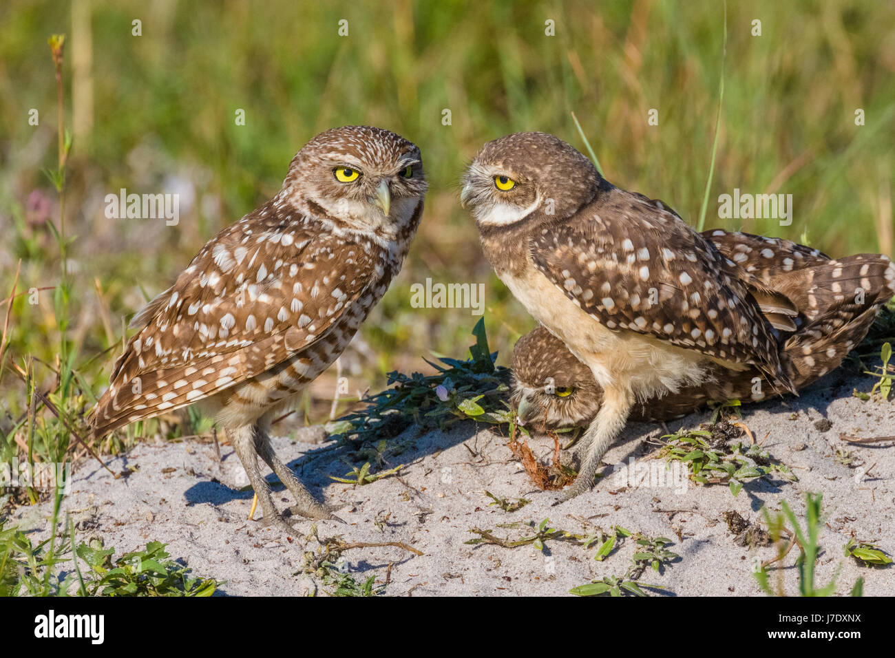 Scavando Civetta (Athene cunicularia) in Cape Coral Florida Foto Stock