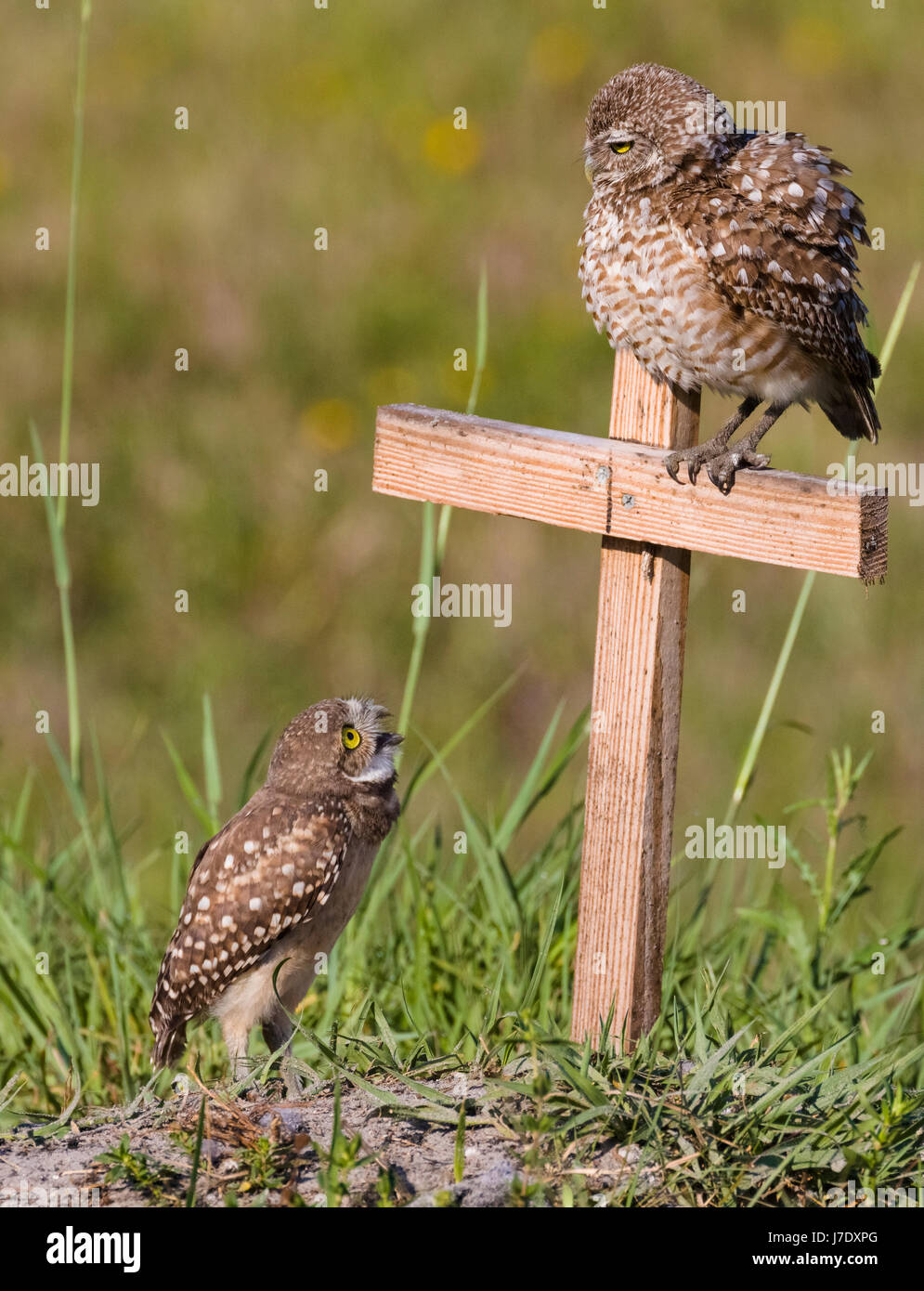 Scavando Civetta (Athene cunicularia) in Cape Coral Florida Foto Stock