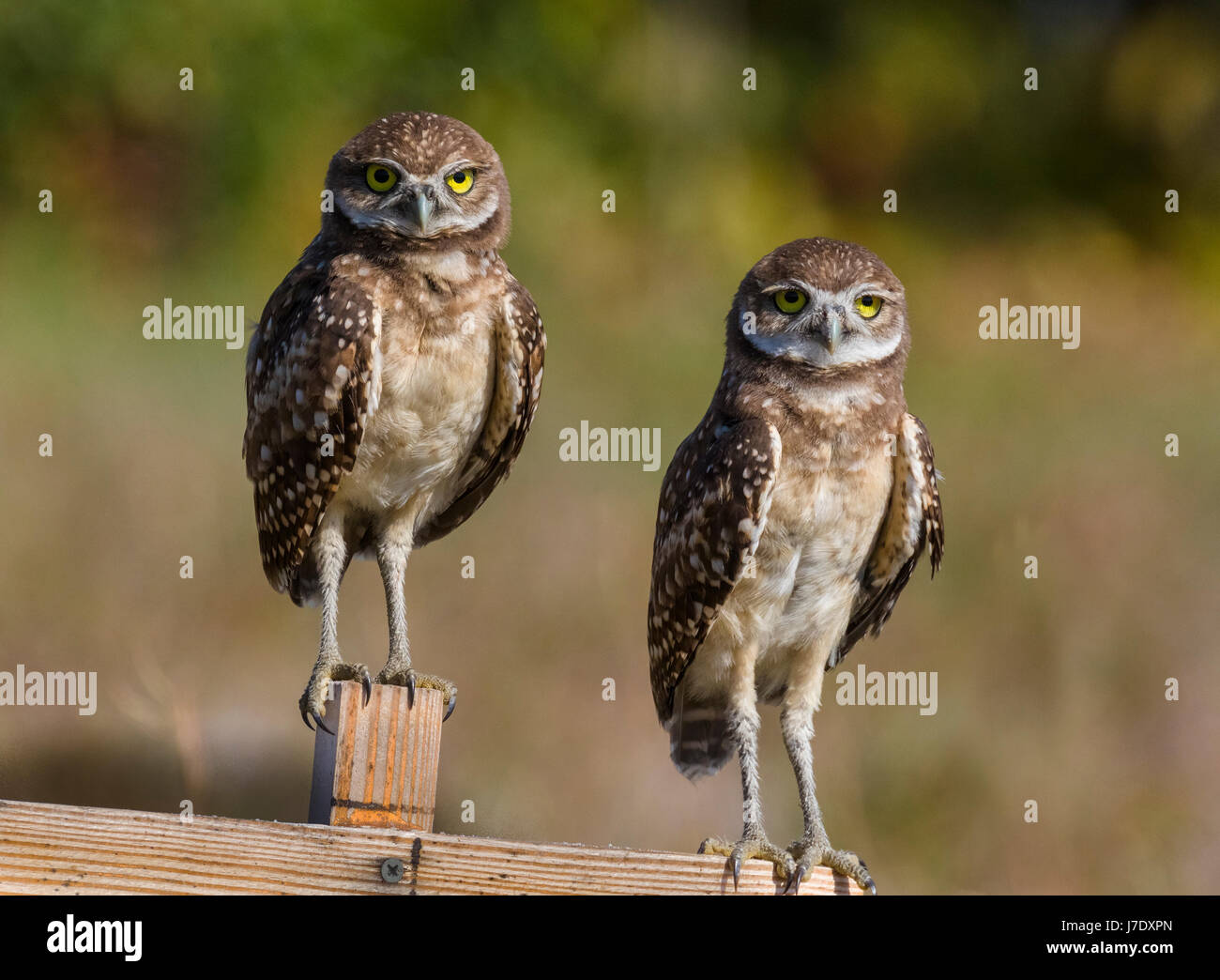 Scavando Civetta (Athene cunicularia) in Cape Coral Florida Foto Stock
