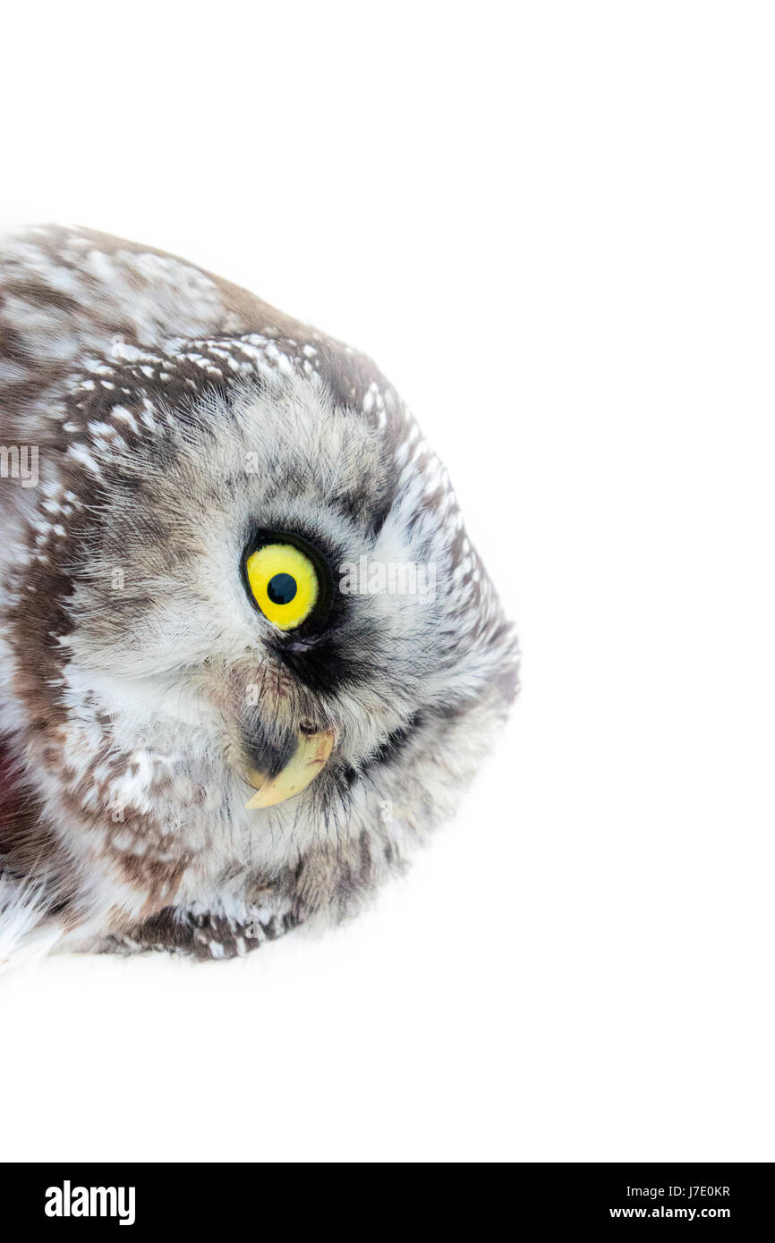 Giallo occhi enormi. Ritratto di boreal owl ( Civetta capogrosso, Aegolius funereus) closeup, mezza girata. Oggetto isolato Foto Stock
