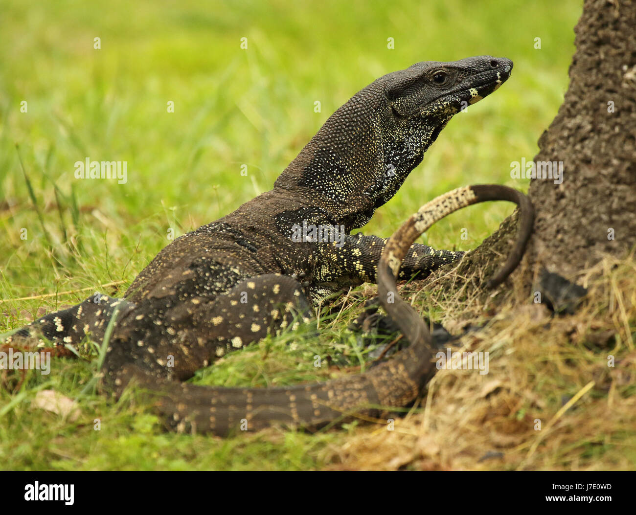 Un Monitor Lizard mettendo in pausa con la coda a ricciolo in Australia Foto Stock