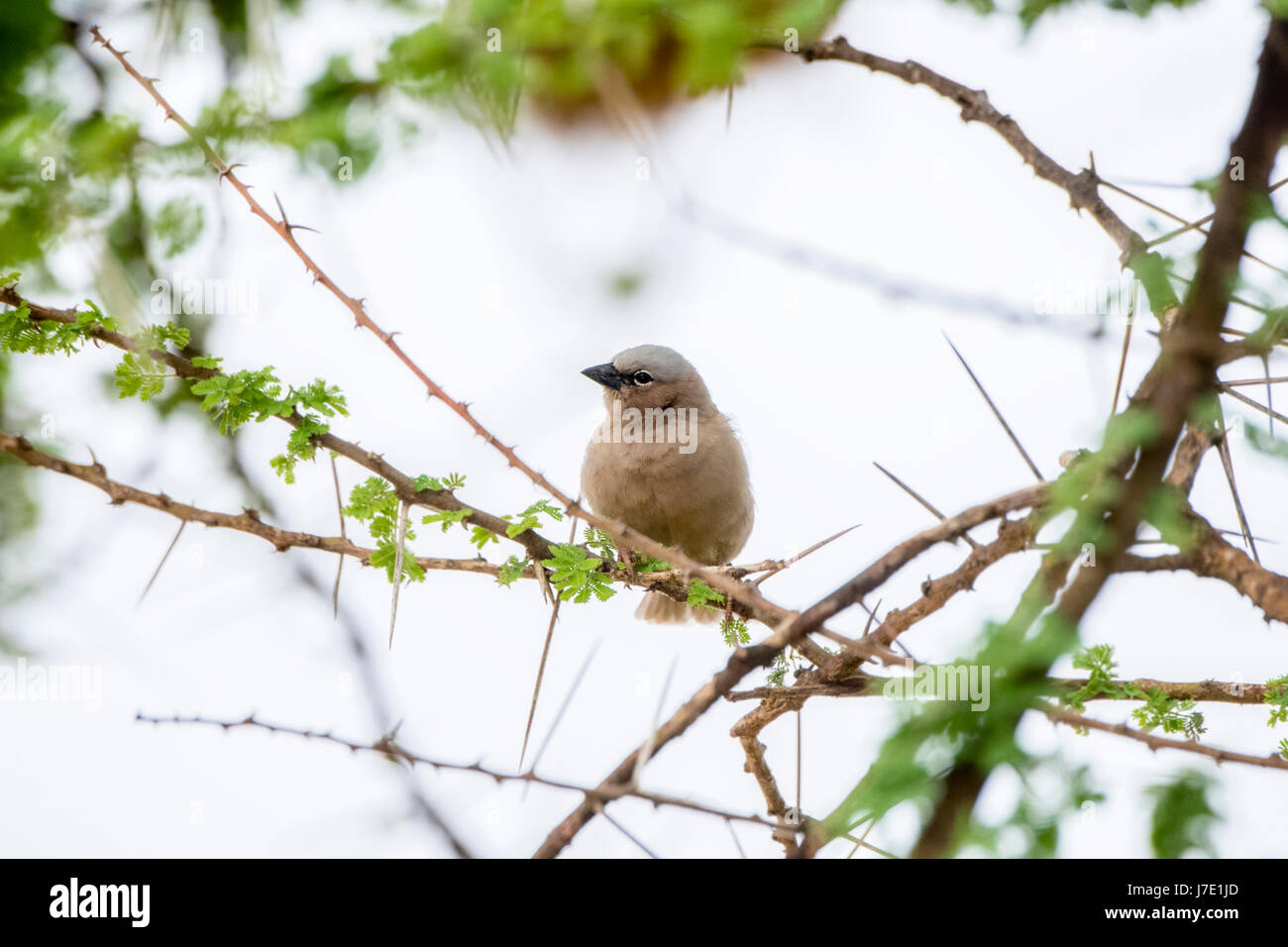 A testa grigia tessitore sociale (Pseudonigrita arnaudi) appollaiato in un albero di Acacia Foto Stock