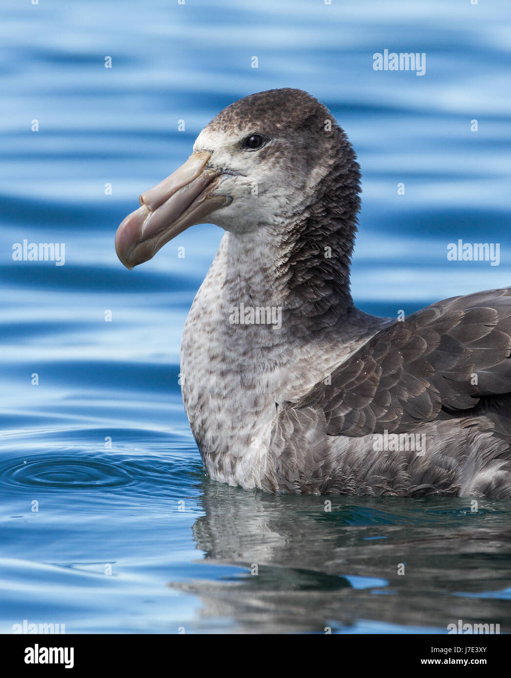 Giant petrel settentrionale in Georgia del sud le isole Foto Stock