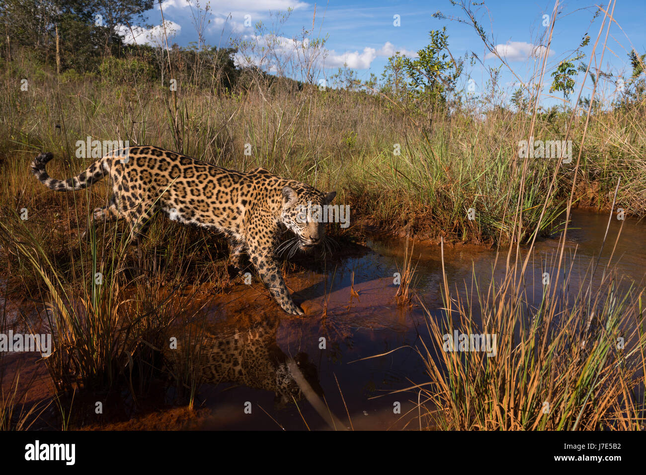 Una Jaguar esplora un torrente di acqua in il Cerrado brasiliano Foto Stock