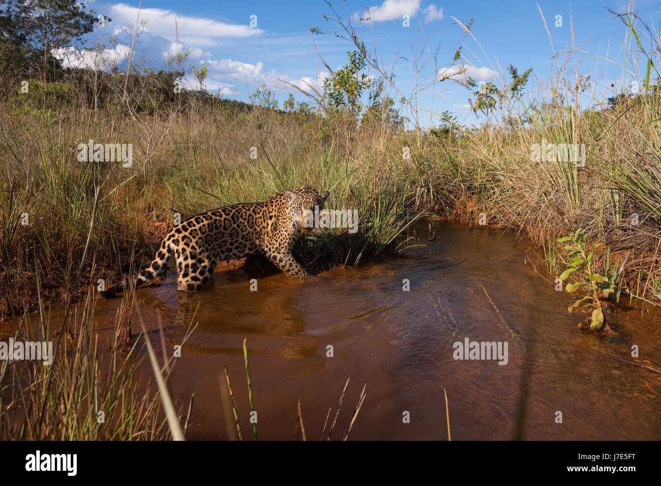 Una Jaguar esplora un torrente di acqua in il Cerrado brasiliano Foto Stock