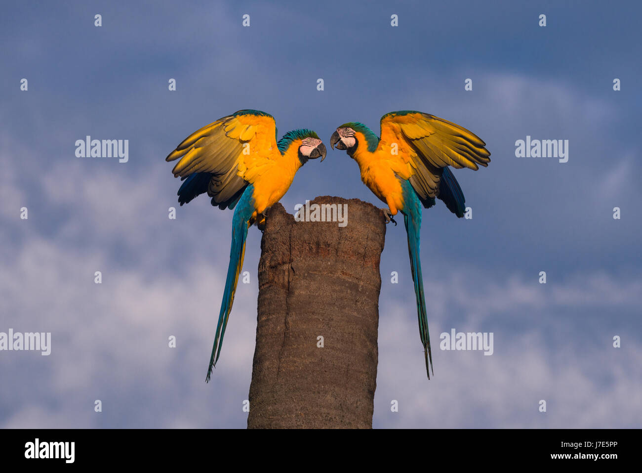 Una coppia di blu e giallo Macaws sulla loro struttura Nido Foto Stock
