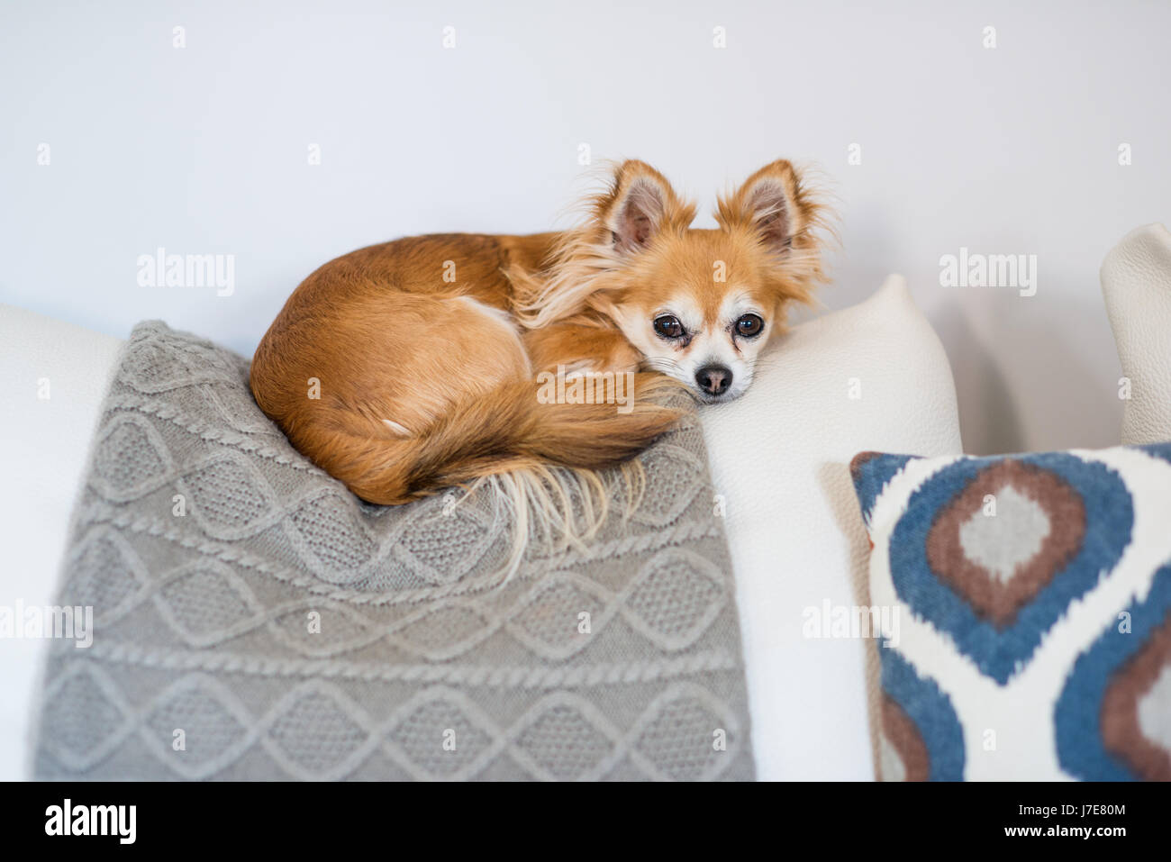 Cane della chihuahua Foto Stock