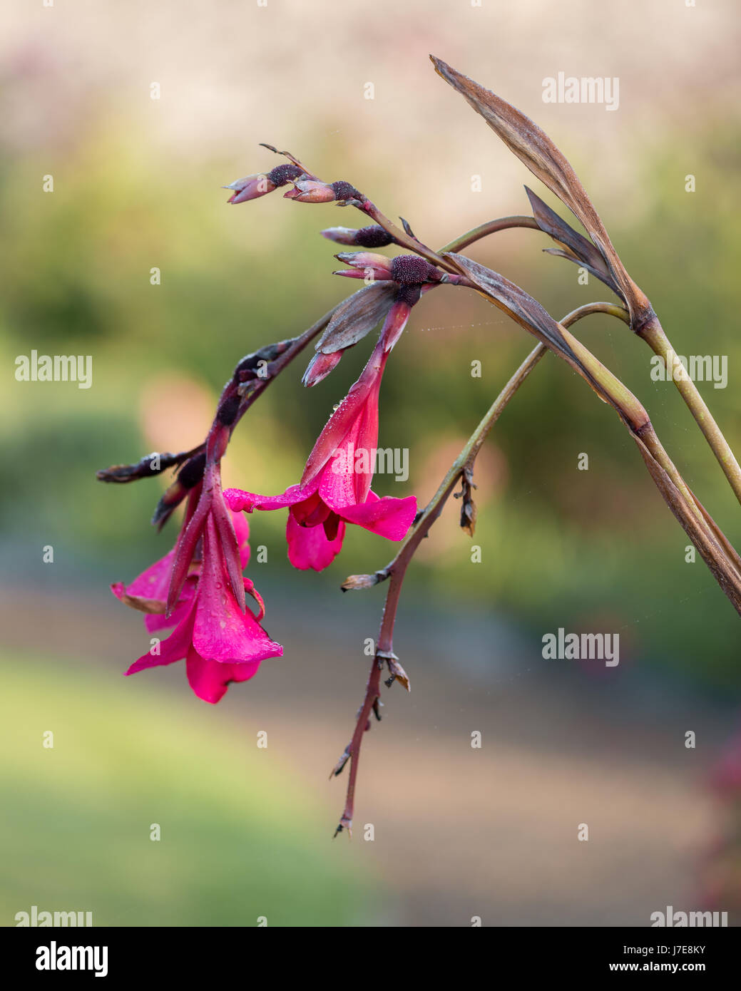 Deep pink tromba come flower Foto Stock