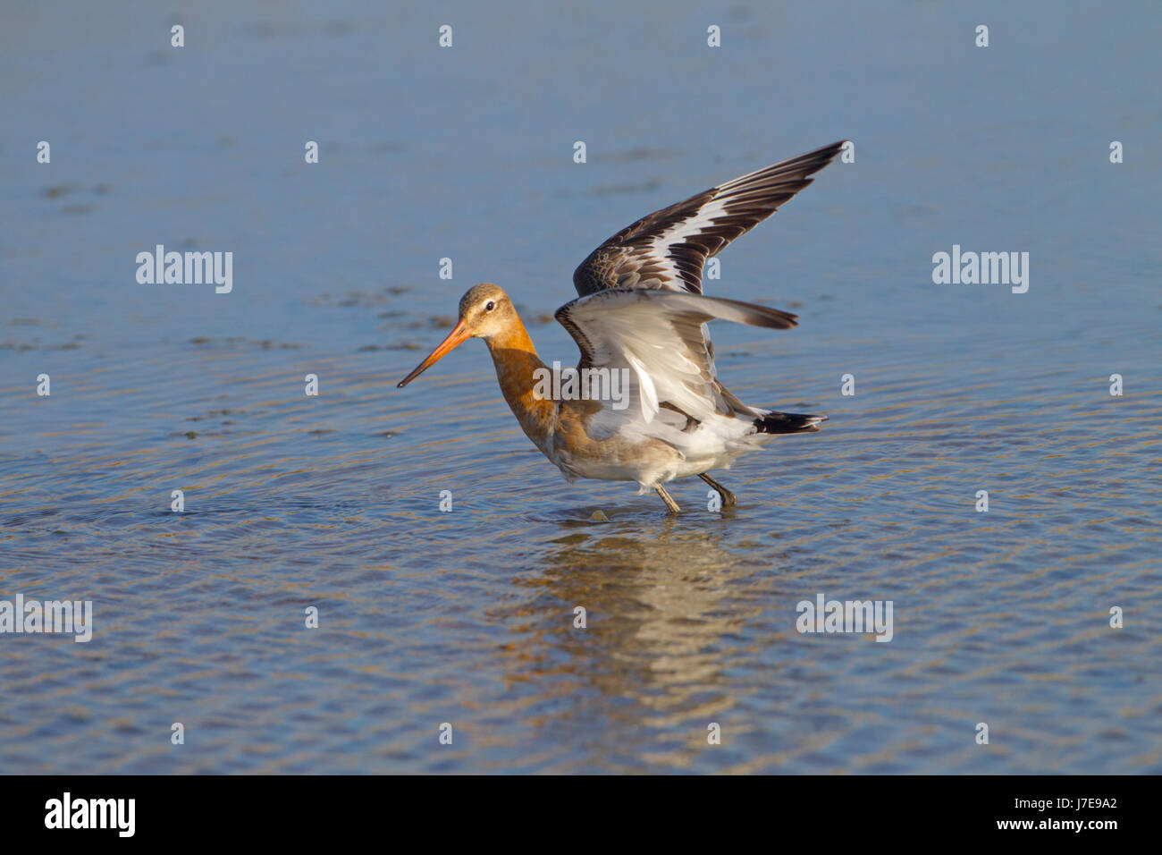 Nero-tailed Godwit Limosa limosa sulle velme Titchwell Norfolk Foto Stock