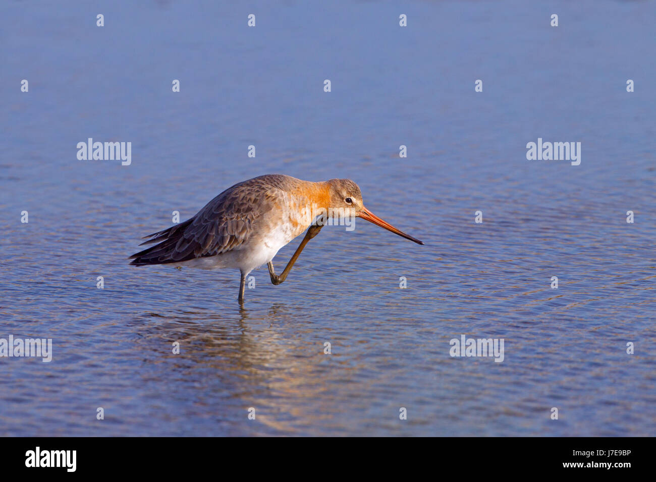 Nero-tailed Godwit Limosa limosa sulle velme Titchwell Norfolk Foto Stock