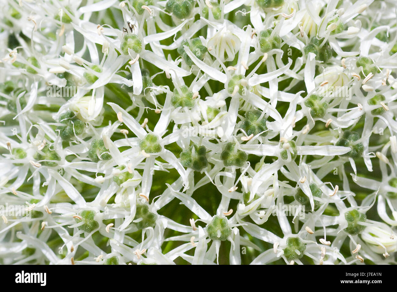 Close up di Allium Mount Everest Foto Stock