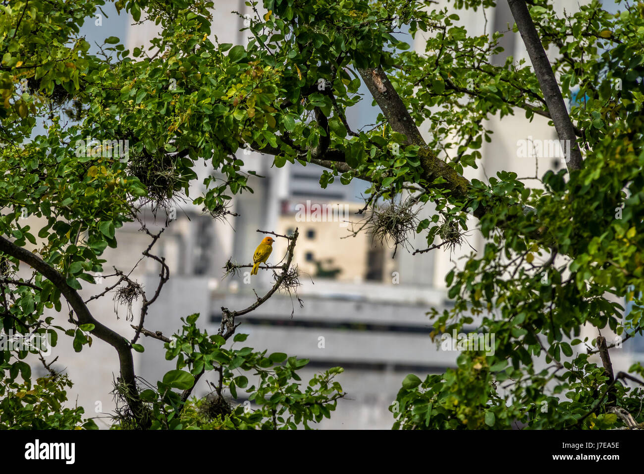 Smal uccello giallo maschio arancione-giallo fiammante Finch (Sicalis columbiana) in una struttura ad albero che cercano di città - Cali, Colombia Foto Stock