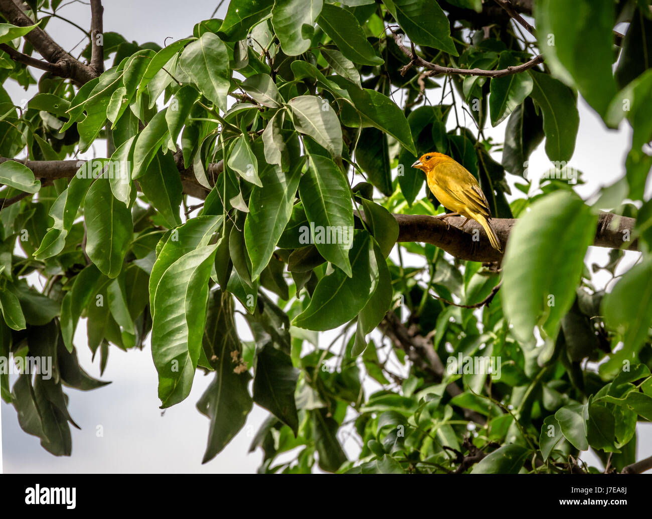 Smal uccello giallo maschio arancione-giallo fiammante Finch (Sicalis columbiana) in una struttura ad albero - Cali, Colombia Foto Stock