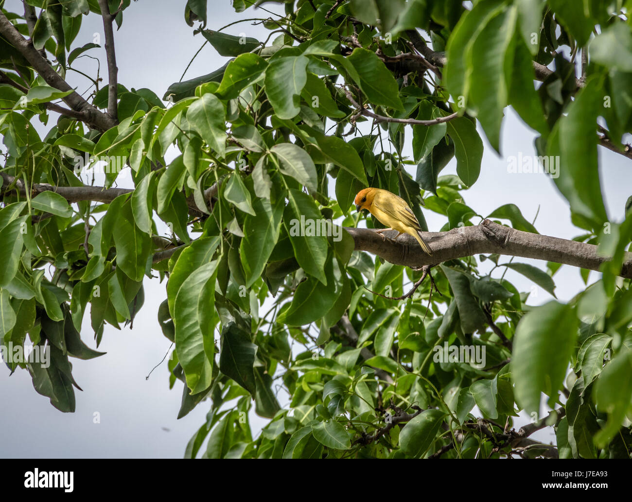 Smal uccello giallo maschio arancione-giallo fiammante Finch (Sicalis columbiana) in una struttura ad albero - Cali, Colombia Foto Stock