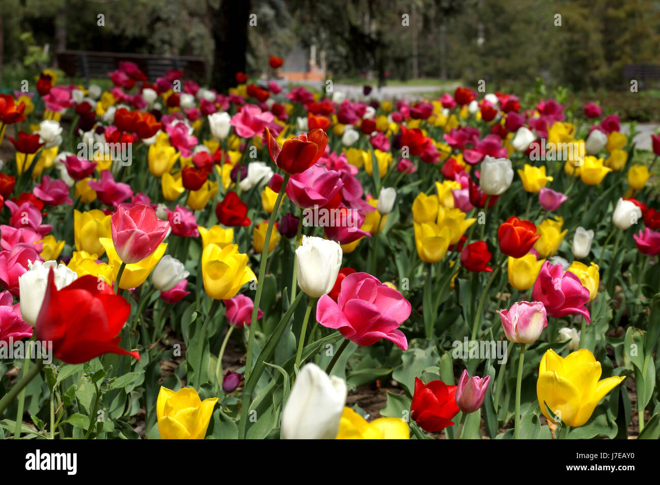 Città tulipani su un prato del central park Foto Stock