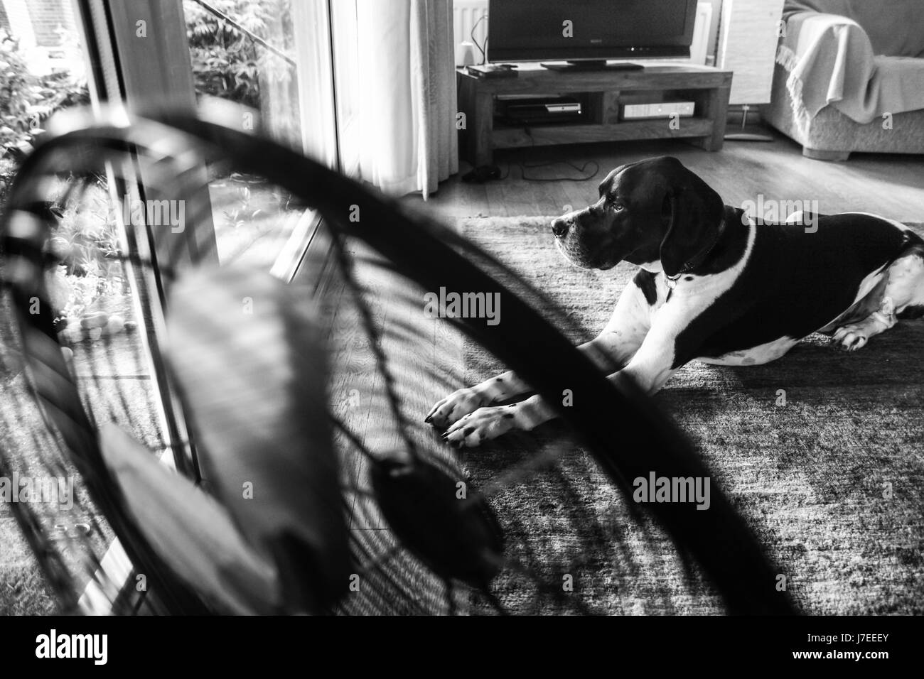 Alto contrasto foto in bianco e nero di un puntatore o cane che dà peso alla dicendo "Si tratta di una vita cani' come egli si rilassa tranquillamente a casa Foto Stock