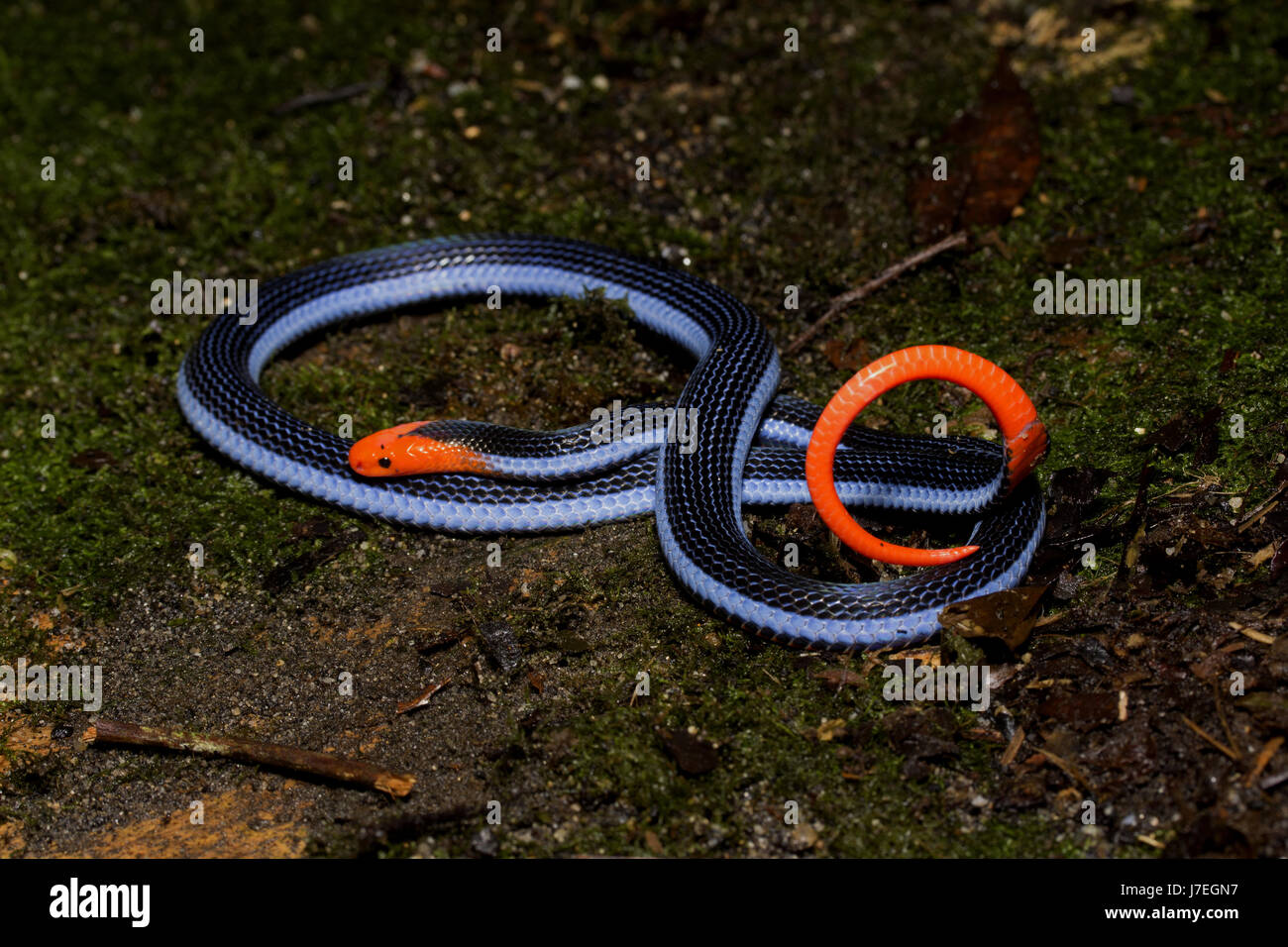 Corallo blu Snake Foto Stock