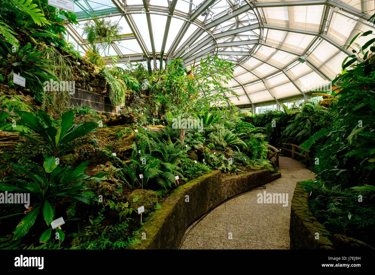 Molte varietà di felce in serra a Berlino il giardino botanico a Dahlem, Berlino, Germania Foto Stock