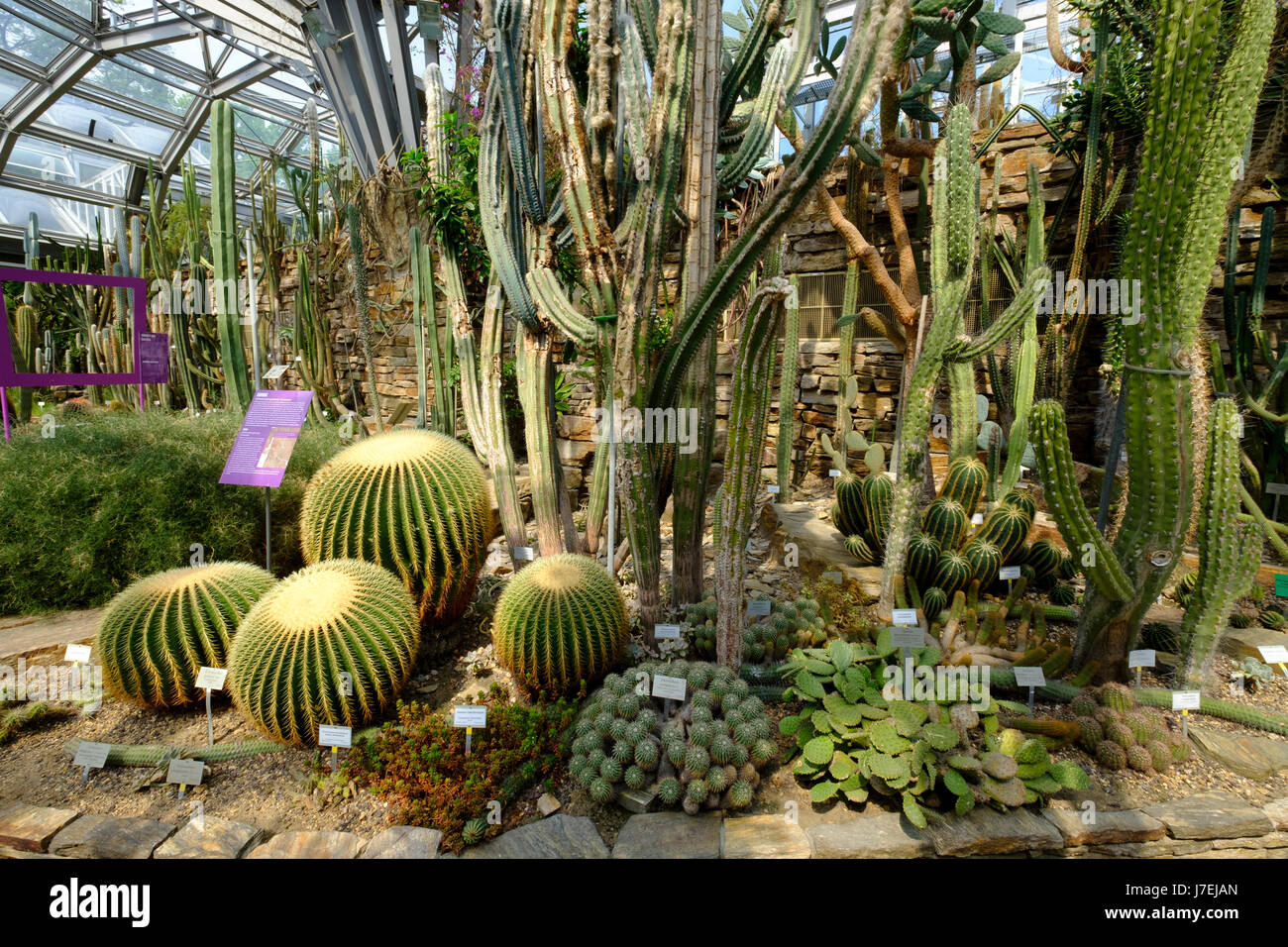 Display di Cactus in serra a Berlino il giardino botanico a Dahlem, Berlino, Germania Foto Stock