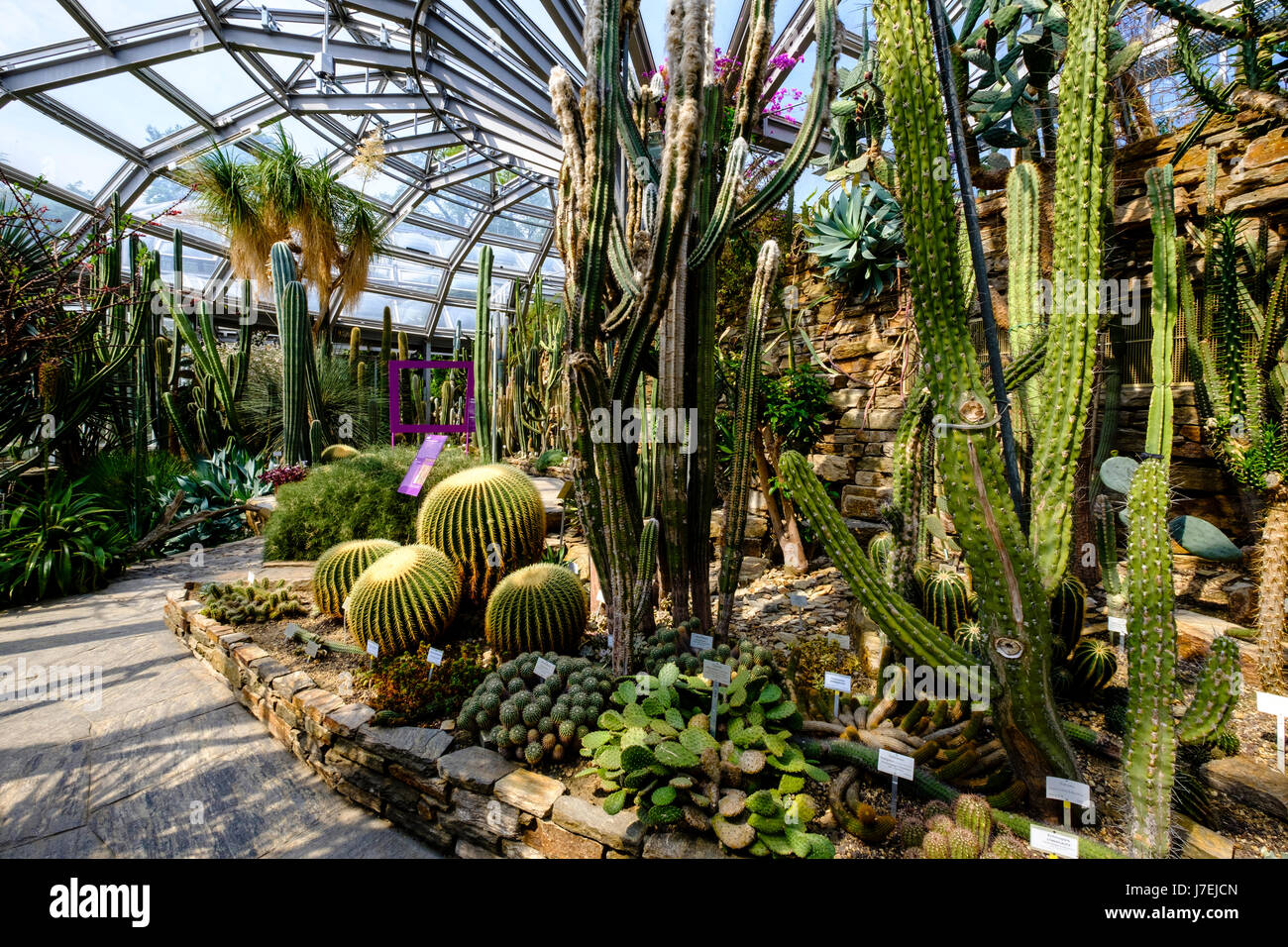 Display di Cactus in serra a Berlino il giardino botanico a Dahlem, Berlino, Germania Foto Stock