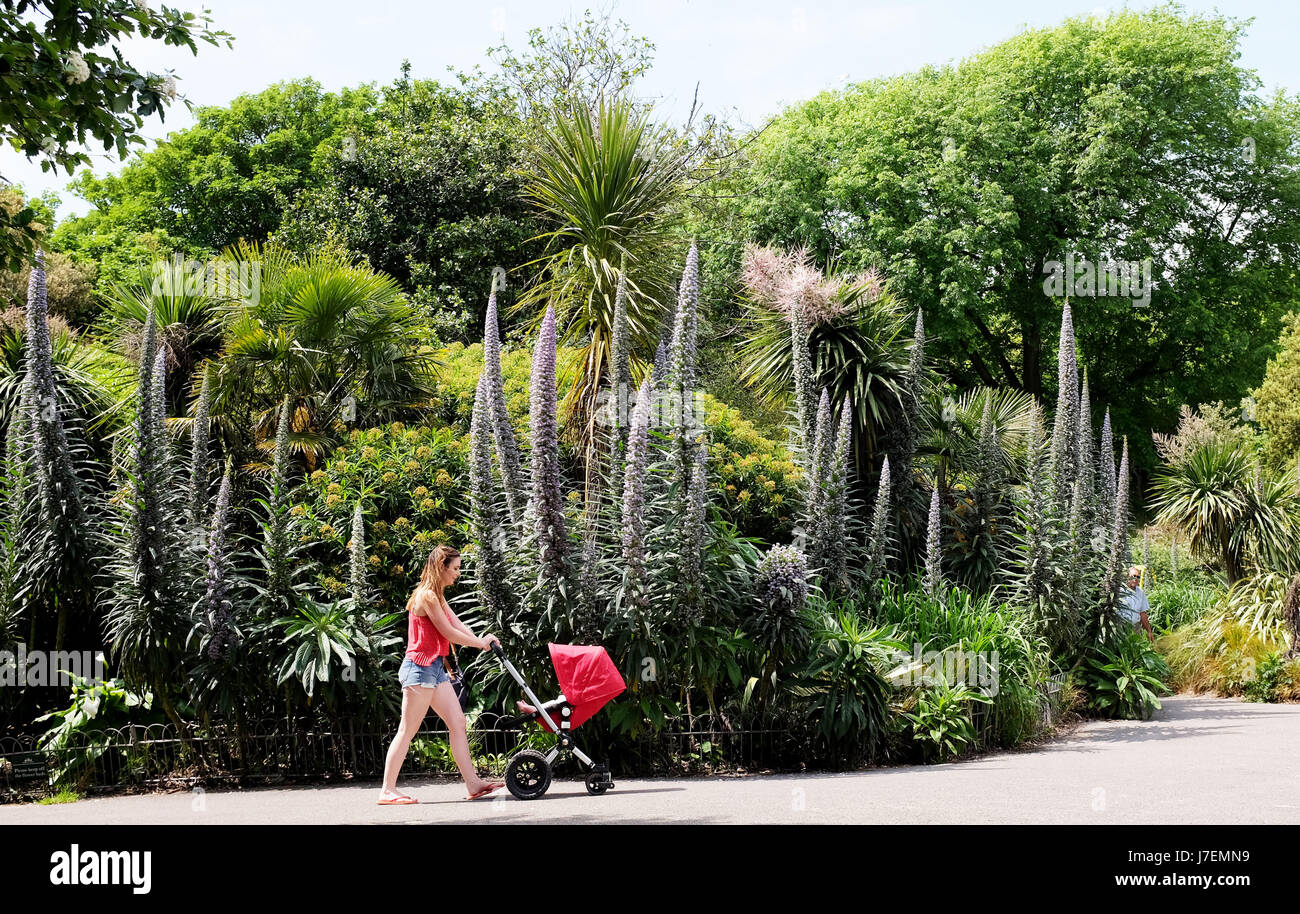 Brighton, Regno Unito. 24 Maggio 2017.Una giovane donna spinge il suo bambino attraverso il Queens Park a Brighton durante il caldo sole oggi con temperature meteo per raggiungere alto come 26 gradi celsius in alcune parti della Gran Bretagna . Credito: Simon Dack/Alamy Live News Foto Stock