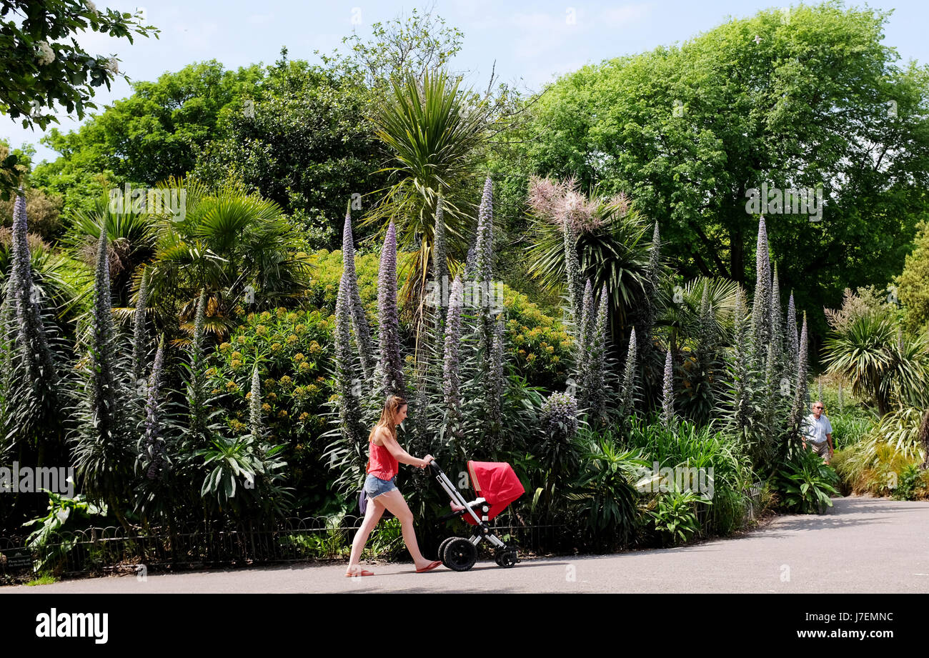 Brighton, Regno Unito. 24 Maggio 2017.Una giovane donna spinge il suo bambino attraverso il Queens Park a Brighton durante il caldo sole oggi con temperature meteo per raggiungere alto come 26 gradi celsius in alcune parti della Gran Bretagna . Credito: Simon Dack/Alamy Live News Foto Stock