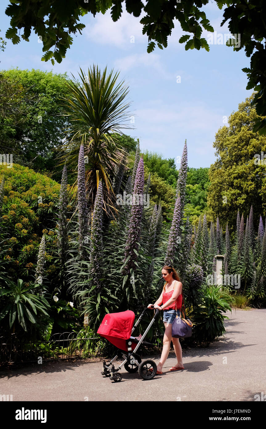 Brighton, Regno Unito. 24 Maggio 2017.Una giovane donna spinge il suo bambino attraverso il Queens Park a Brighton durante il caldo sole oggi con temperature meteo per raggiungere alto come 26 gradi celsius in alcune parti della Gran Bretagna . Credito: Simon Dack/Alamy Live News Foto Stock