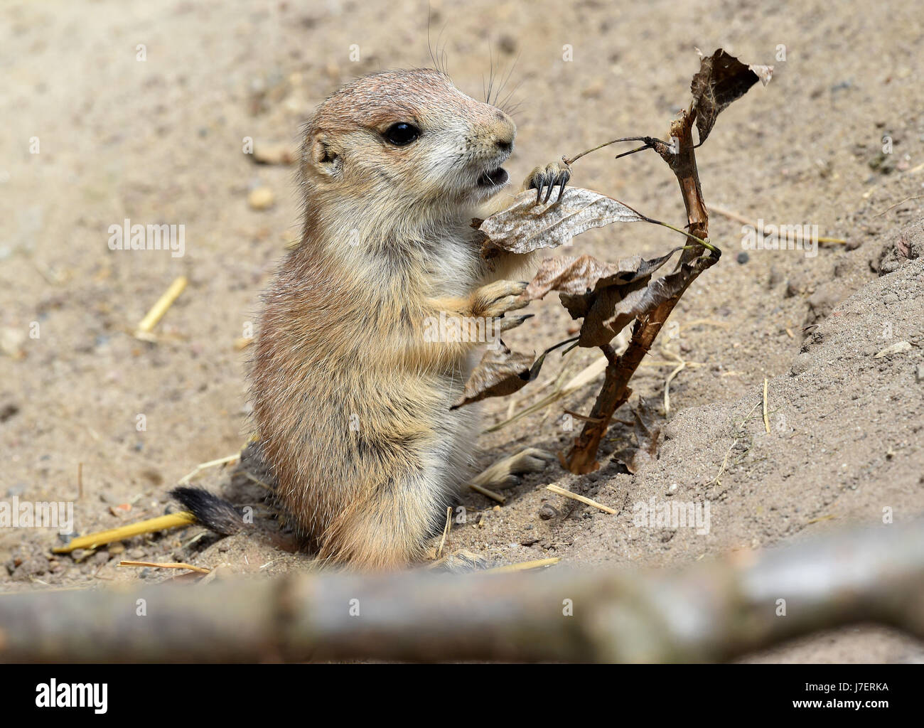 Un giovane cane della prateria stuzzichini presso una foglia in un involucro esterno di lo zoo di Hannover, Germania, 23 maggio 2017. Pochi giorni fa, undici baby i cani della prateria a sinistra il loro nido sotterraneo per la prima volta. Ora che escono ogni giorno per esplorare la zona. Foto: Holger Hollemann/dpa Foto Stock