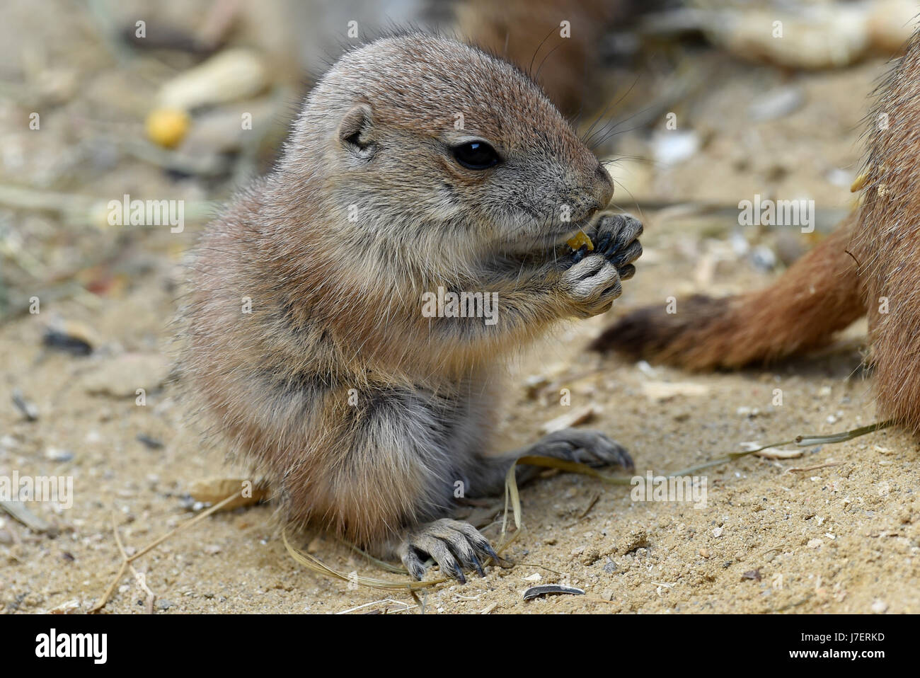 Un giovane cane della prateria stuzzichini presso un kernel di mais in un involucro esterno di lo zoo di Hannover, Germania, 23 maggio 2017. Pochi giorni fa, undici baby i cani della prateria a sinistra il loro nido sotterraneo per la prima volta. Ora che escono ogni giorno per esplorare la zona. Foto: Holger Hollemann/dpa Foto Stock