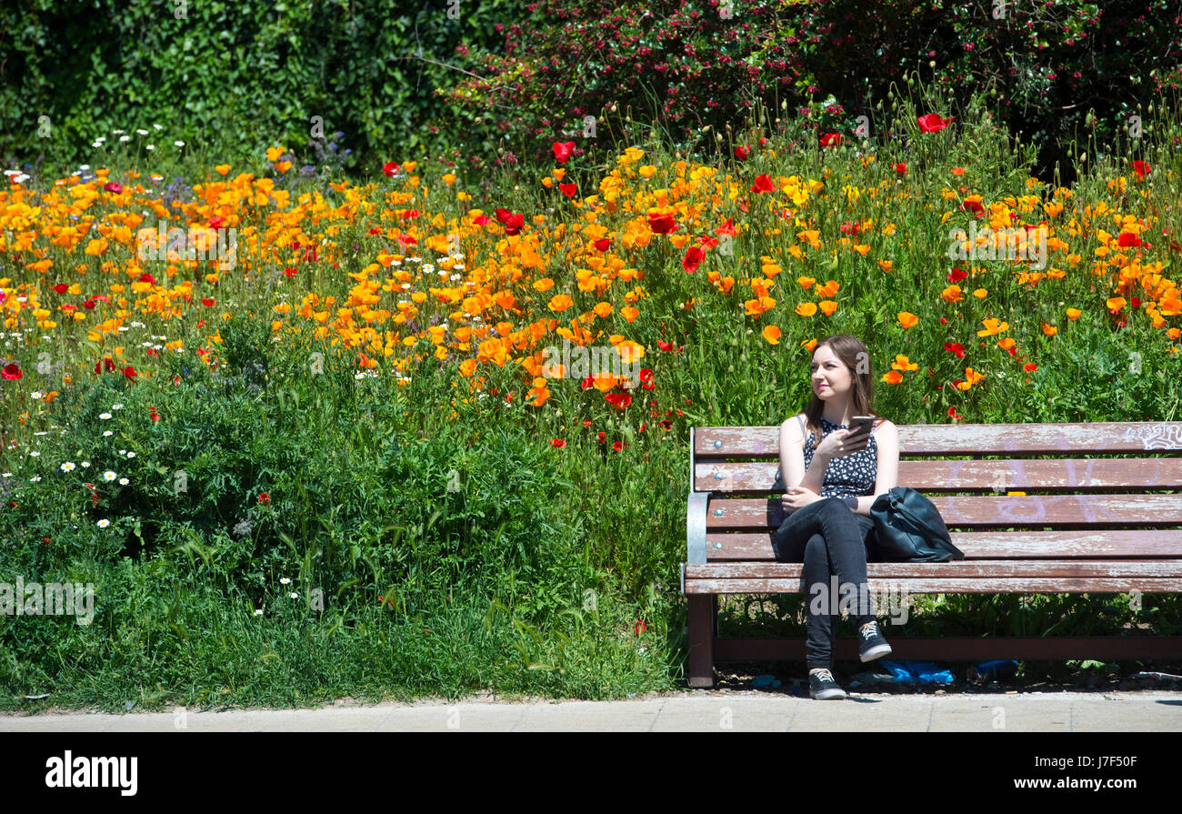 Brighton, Regno Unito. 25 Maggio, 2017. Un oasi di colore ha germogliato nel centro città di Brighton durante il caldo come un prato di fiori selvatici ha fiorì tra traffico e cassonetti per il riciclaggio provocando agitazione in Edward Street . Le previsioni per domani per essere il giorno più caldo dell'anno finora Credito: Simon Dack/Alamy Live News Foto Stock