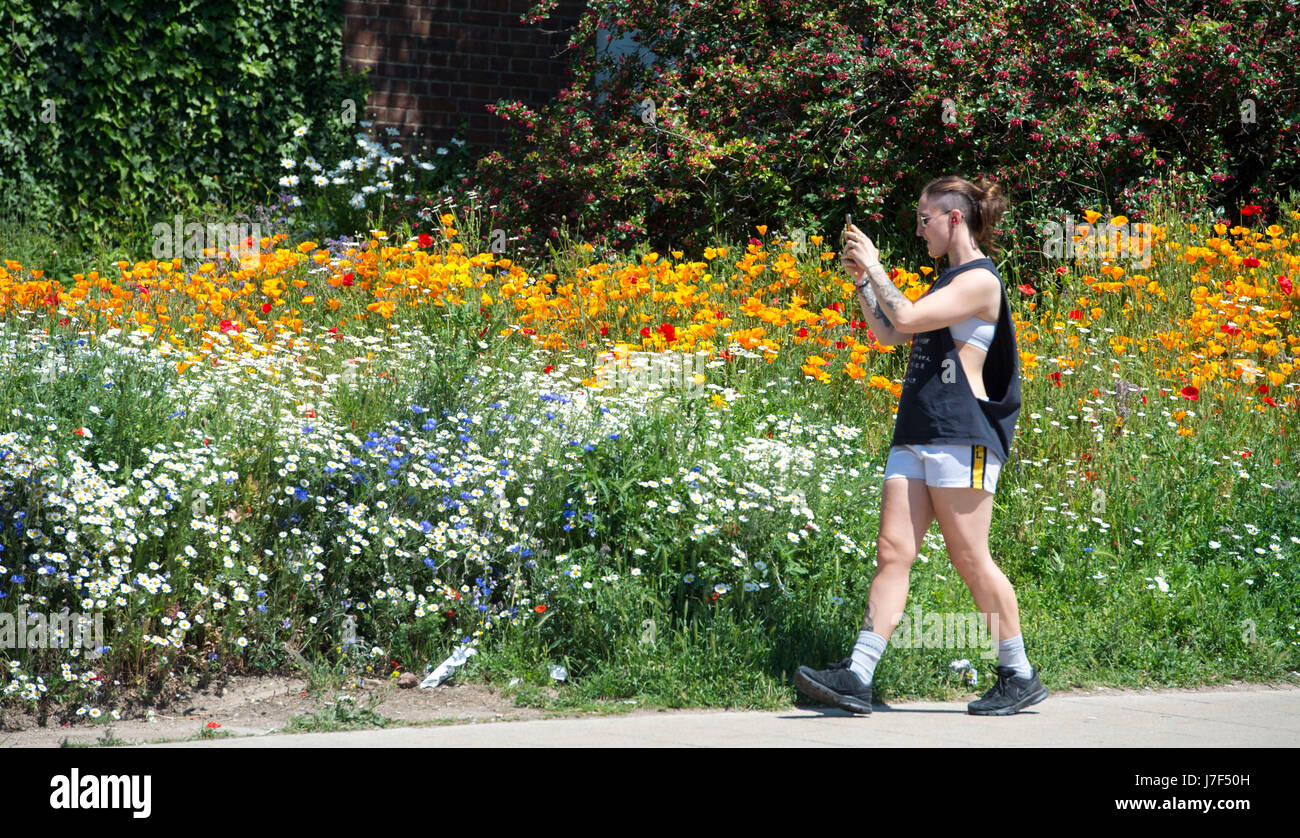 Brighton, Regno Unito. 25 Maggio, 2017. Un oasi di colore ha germogliato nel centro città di Brighton durante il caldo come un prato di fiori selvatici ha fiorì tra traffico e cassonetti per il riciclaggio provocando agitazione in Edward Street . Le previsioni per domani per essere il giorno più caldo dell'anno finora Credito: Simon Dack/Alamy Live News Foto Stock